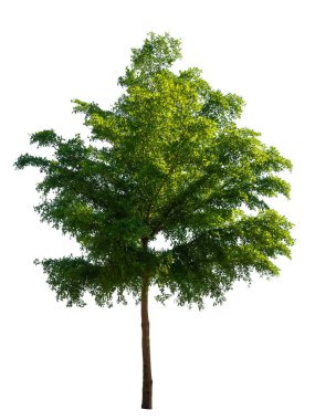 Beyaz arka plan üzerinde ağaçlar. (Arka plan görüntüsü için kullanılan ya da tasarım iş)