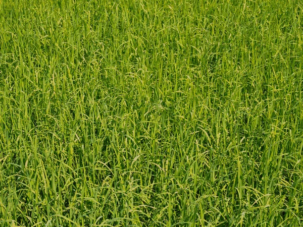 Rijst Veld Terwijl Bij Zonsopgang Landbouw Concept — Stockfoto