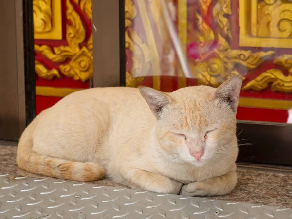 Schläfrige Braune Und Süße Katze Mit Magischen Augen — Stockfoto