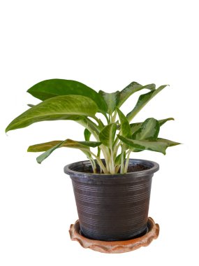 Aglaonema sp. Ratsamee-ngoen, Çin herdem yeşil ağaç beyaz arka plan üzerinde izole. (Bu kırpma yolu vardır)