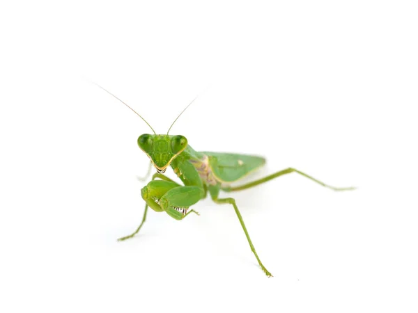 Mantide religiosa, su sfondo bianco . — Foto Stock