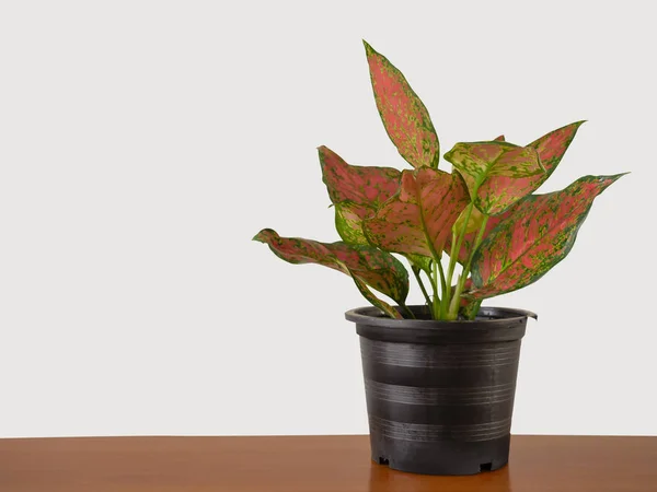 Red or Pink Aglaonema (Chinese Evergreen) clipping path. — Stock Photo, Image