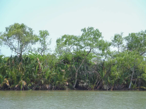 Arbres sur le front de mer . — Photo