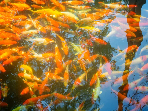 Fancy Carps Fish o Koi Swim . —  Fotos de Stock