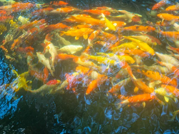 Fancy Carps Fish o Koi Swim . —  Fotos de Stock