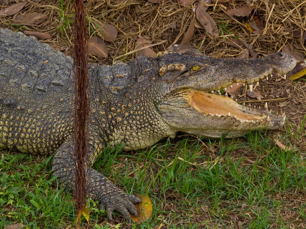 (Крупный крокодил . — стоковое фото