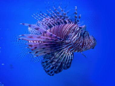 (Close Up) aslan balık güzel.