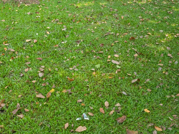 Leaves on grass in sunny morning light. — Stock Photo, Image