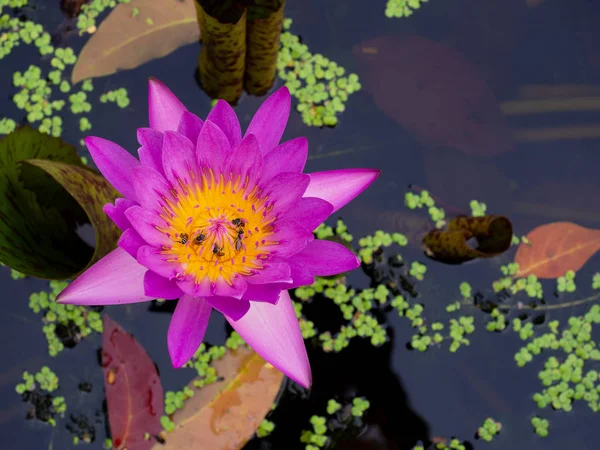 Giglio rosa o fiore di loto nello stagno. — Foto Stock