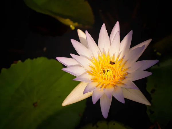 Bílý lotos poléhavé. — Stock fotografie