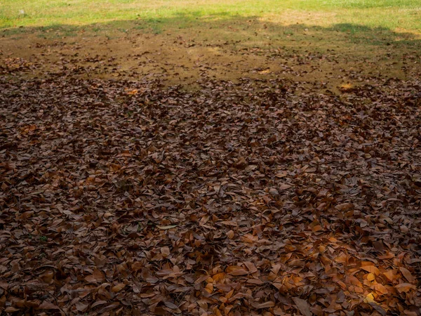 Dry leaf on ground. — Stock Photo, Image