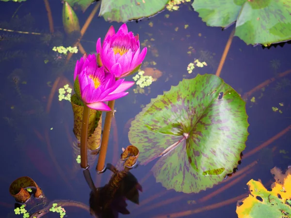 池塘里的粉红、水莲或荷花. — 图库照片
