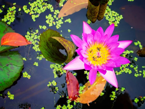 Pink waterlily or lotus flower in pond. — Stock Photo, Image