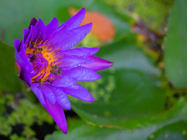 Klosete včely v pylu lotosu. — Stock fotografie