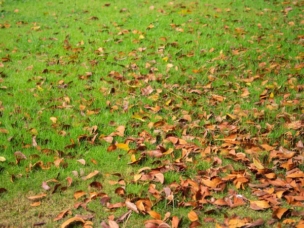 Dry leaf on ground. — Stock Photo, Image