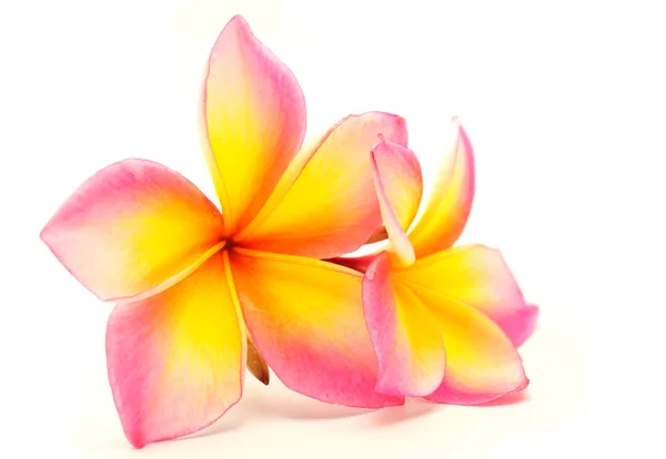 Plumeria flower pink , beatiful flower blooming. — Stock Photo, Image