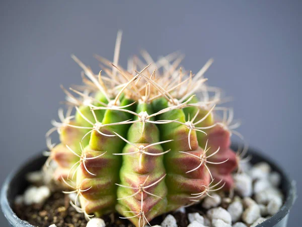 (Close-up) gymnocalycuim cactus. — Stockfoto