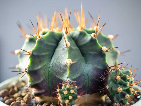 (Close-up) gymnocalycuim cacto . — Fotografia de Stock