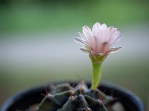 Violette Blüte des Kaktus. — Stockfoto