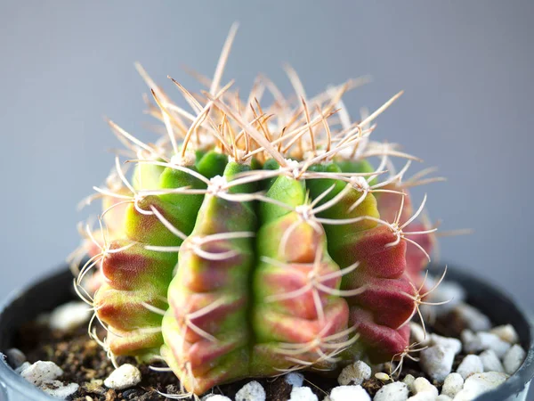 (Close-up) gymnocalycuim cactus. — Stockfoto