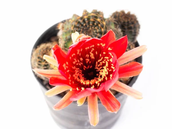 Rode Lobivia cactus bloem bloesem. — Stockfoto