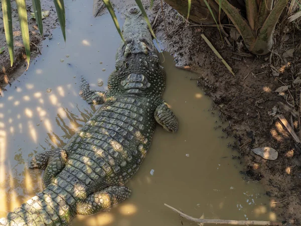 Большой крокодил в естественном лесу . — стоковое фото