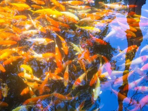 Fancy Carps Fish o Koi Swim . —  Fotos de Stock
