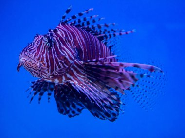 (Close Up) aslan balık güzel. 