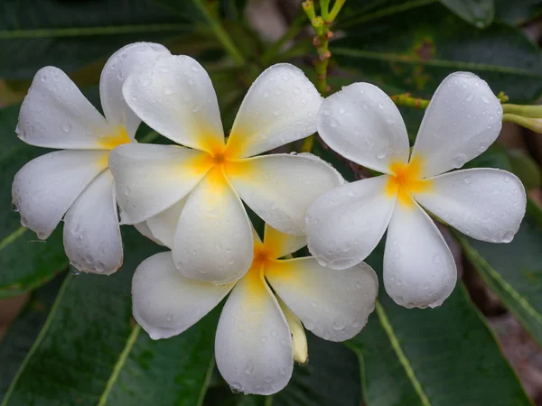 Fiori di plumeria su un albero . — Foto Stock