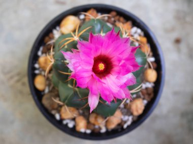 Kaktüs, çiçek açan Coryphantha filleri.