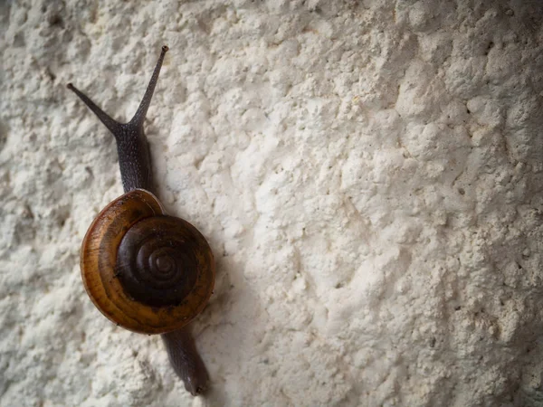 蜗牛在岩石与复制空间. — 图库照片