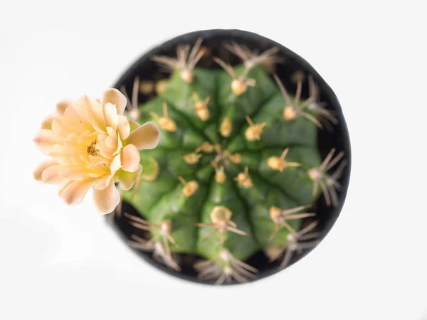 Paarse bloem van cactus voor achtergrondafbeelding. — Stockfoto
