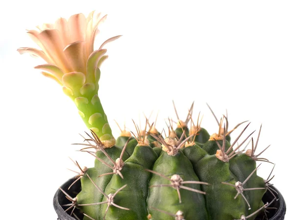 Kaktusz bíborvirág. — Stock Fotó