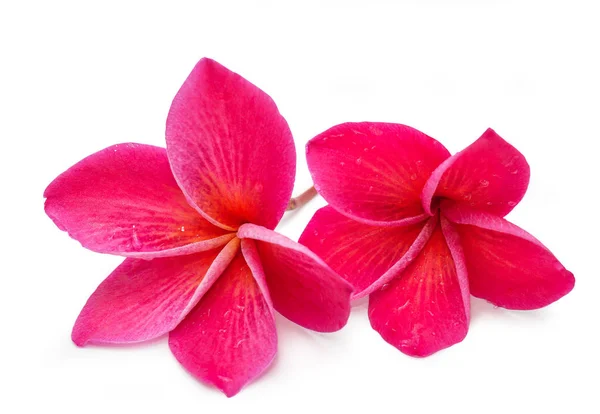 Plumeria flower pink , spa flower.(clipping path) — Stock Photo, Image