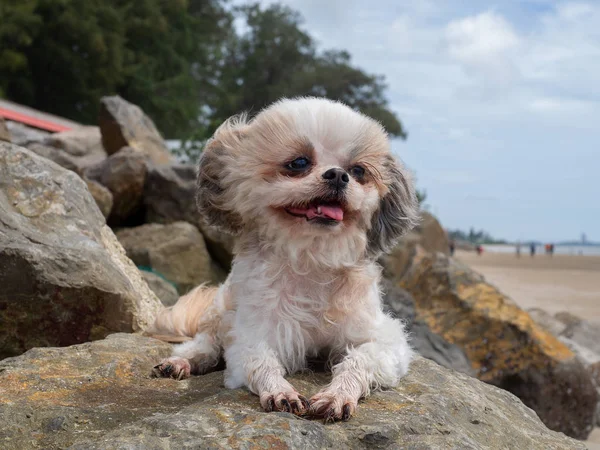 Pes Shih-Tzu hraje na pláži. — Stock fotografie