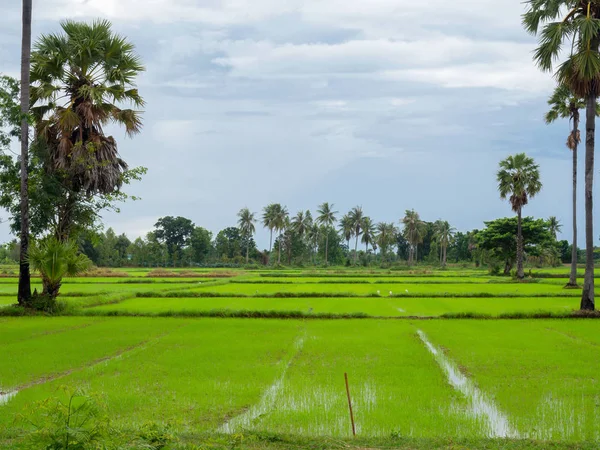 Rijstveld groen gras blauwe lucht wolk. — Stockfoto