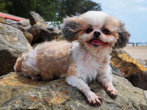 Shih-tzu dog plays in the beach.