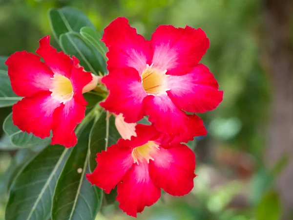 Krásné Plumerie Květiny Pro Pozadí — Stock fotografie