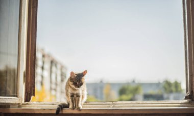 Mavi bahar gökyüzü ve evin pencere metal çerçeve üzerinde oturan kedi 