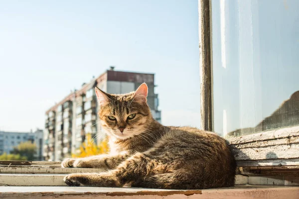 Gato Moldura Metal Janela Contra Céu Casa Azuis Mola — Fotografia de Stock