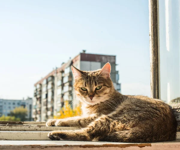 Gato Moldura Metal Janela Contra Céu Casa Azuis Mola — Fotografia de Stock