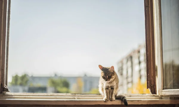 Gato Sentado Moldura Metal Janela Contra Céu Casa Azuis Mola — Fotografia de Stock