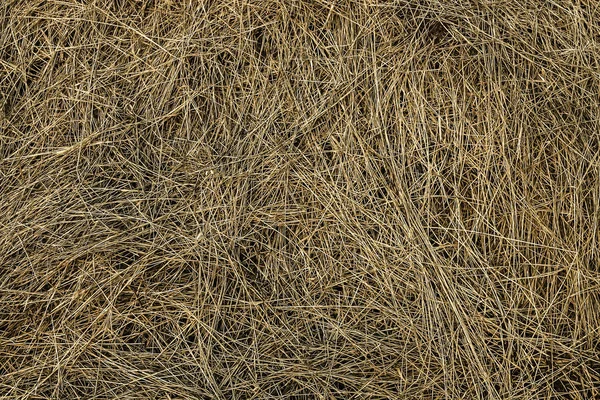 Background Texture Dry Yellow Grass Brown Hay — Stock Photo, Image