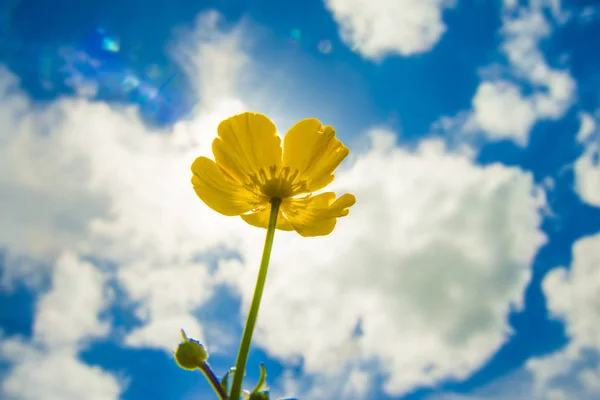 Campo Primavera Selvagem Flor Amarela Luz Sol Uma Flor Contra — Fotografia de Stock