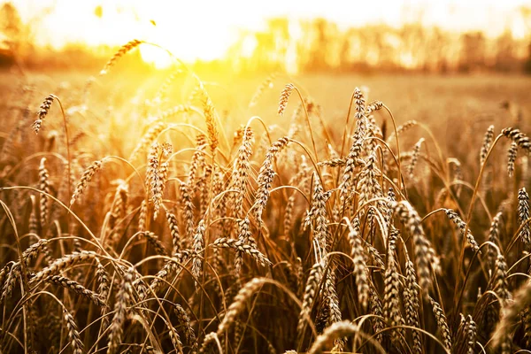 Weizenähren Über Dem Sonnenuntergang Landschaft Bei Sonnenuntergang — Stockfoto