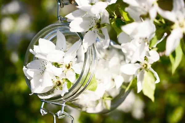 glass jar with blossoming branch hanging on apple tree. spring time season.