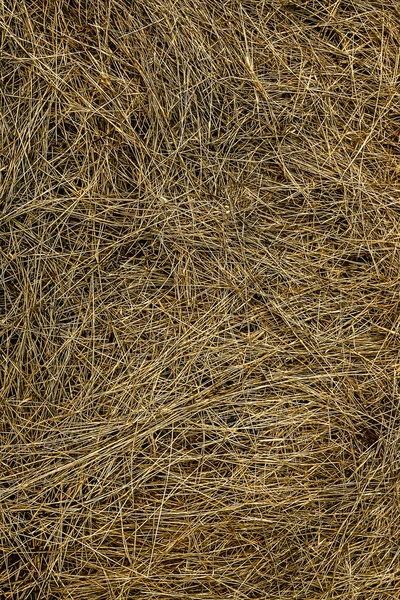 background of texture of dry yellow grass - brown hay