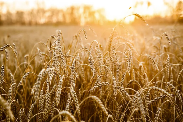 Wheat Ears Sunset Landscape Sunset — Stock Photo, Image