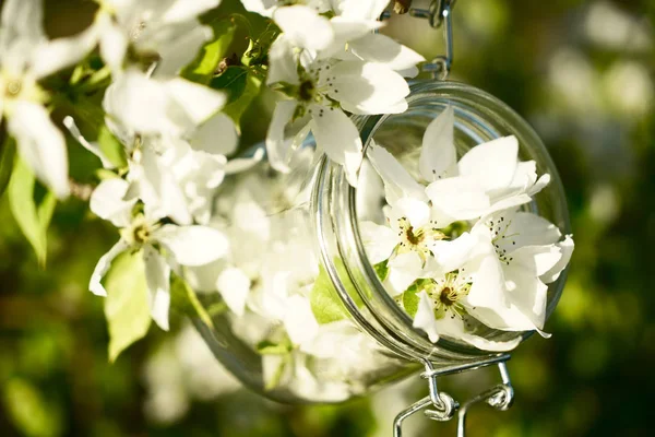 glass jar with blossoming branch hanging on apple tree. spring time season.