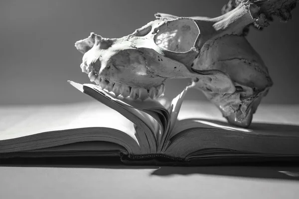 Череп Животного Рогами Открытой Старой Книге Изолированы — стоковое фото